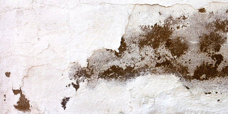 Mur blanc endommagé à cause de la moisissure