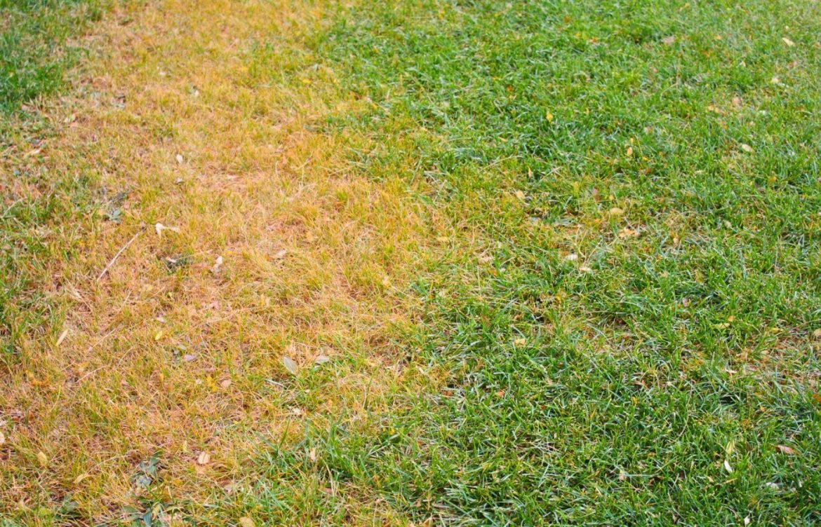 Fini le gazon qui jaunit dès juillet : l’astuce couvre-sol pour un jardin vert tout l’été gazon qui jaunit