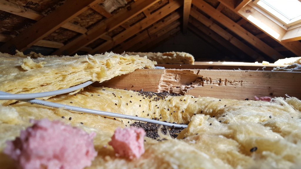 Dégâts de rongeurs dans des combles de maison